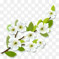 白色花朵-空若网 白色花朵-空若网