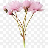 ��ɫ�����ɫ����ֲ��-������