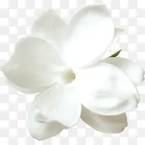 白色花朵-空若网 白色花朵-空若网