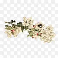 手绘复古白色花朵-空若网 手绘复古白色花朵-空若网