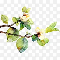 手绘白色花朵简洁-空若网 手绘白色花朵简洁-空若网