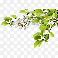 ´ºÌì°×É«Ê÷Ö¦»¨¶ä-¿ÕÈôÍø ´ºÌì°×É«Ê÷Ö¦»¨¶ä-¿ÕÈôÍø