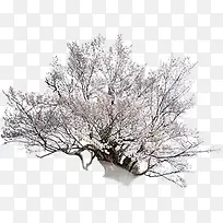 ��ɫ������֦��������װ��-������