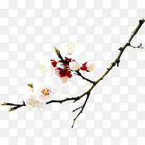 白色花朵树枝景观装饰-空若网 白色花朵树枝景观装饰-空若网