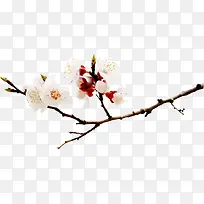 白色花朵树枝景观-空若网 白色花朵树枝景观-空若网