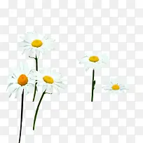 白色唯美花朵宣传-空若网 白色唯美花朵宣传-空若网