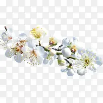 白色淡雅花朵树枝-空若网 白色淡雅花朵树枝-空若网