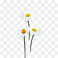 白色花朵设计唯美-空若网 白色花朵设计唯美-空若网