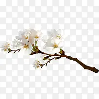 白色简约花朵树枝装饰-空若网 白色简约花朵树枝装饰-空若网