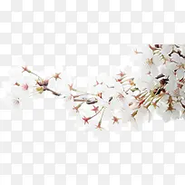 白色花朵树枝装饰-空若网 白色花朵树枝装饰-空若网