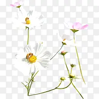 唯美白色花朵植物-空若网 唯美白色花朵植物-空若网