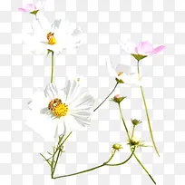 ��ɫΨ����������-������