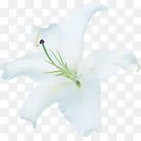 白色纯洁花朵高清-空若网 白色纯洁花朵高清-空若网