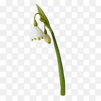 低头的白色花朵-空若网 低头的白色花朵-空若网