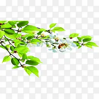 ��ɫ����������Ҷ��֦-������