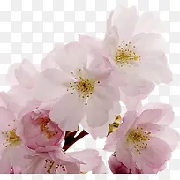 白色花朵植物-空若网 白色花朵植物-空若网