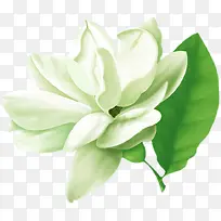 花瓣白色花朵-空若网 花瓣白色花朵-空若网