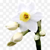 白色花朵花苞-空若网 白色花朵花苞-空若网