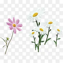 白色唯美时尚花朵植物-空若网 白色唯美时尚花朵植物-空若网