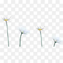 高清白色梦幻花朵-空若网 高清白色梦幻花朵-空若网