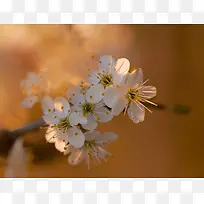 黄蕊白色花朵高清-空若网 黄蕊白色花朵高清-空若网