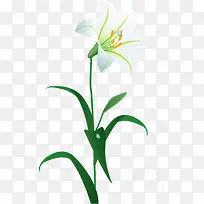 手绘白色简约花朵-空若网 手绘白色简约花朵-空若网