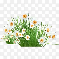 唯美春天白色花朵-空若网 唯美春天白色花朵-空若网