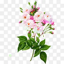 �ֻ��ɫ�������-������