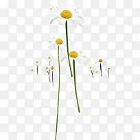 白色田园花朵手绘-空若网 白色田园花朵手绘-空若网