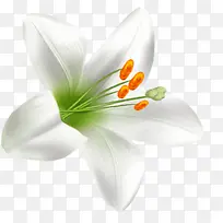单朵百合花花朵白色-空若网 单朵百合花花朵白色-空若网