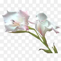 水墨白色花朵-空若网 水墨白色花朵-空若网