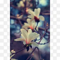 白色花朵风光摄影-空若网 白色花朵风光摄影-空若网