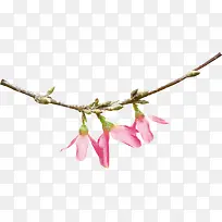 ��֦��ɫ������֦-������