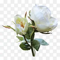 白色花朵高清摄影树叶-空若网 白色花朵高清摄影树叶-空若网