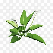 »¨Ö¦Â̲ݰ×É«»¨¶ä-¿ÕÈôÍø »¨Ö¦Â̲ݰ×É«»¨¶ä-¿ÕÈôÍø