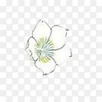 白色花朵-空若网 白色花朵-空若网