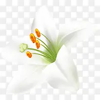 春天白色手绘花朵-空若网 春天白色手绘花朵-空若网