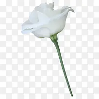 ��ɫ����-������