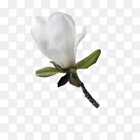 白色花朵-空若网 白色花朵-空若网