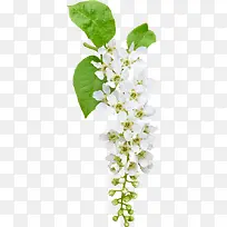 白色花朵-空若网 白色花朵-空若网