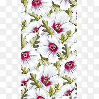 手绘插画白色花朵-空若网 手绘插画白色花朵-空若网