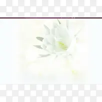 白色花朵护肤品宽屏-空若网 白色花朵护肤品宽屏-空若网