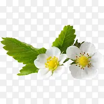 ��ɫ������Ҷ����-������