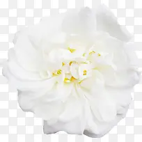 白色花朵梦幻黄蕊-空若网 白色花朵梦幻黄蕊-空若网