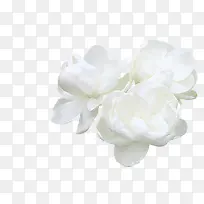 高清白色花朵茉莉-空若网 高清白色花朵茉莉-空若网
