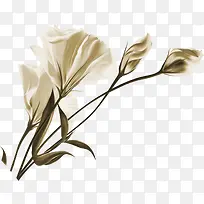 手绘教师节白色花朵-空若网 手绘教师节白色花朵-空若网