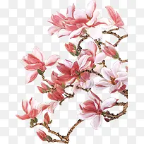 手绘粉色白色花朵-空若网 手绘粉色白色花朵-空若网