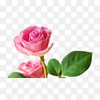 ��ɫõ�廨-������