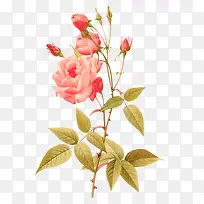 ¿¨Í¨·Ûɫõ¹å»¨ËزÄ-¿ÕÈôÍø ¿¨Í¨·Ûɫõ¹å»¨ËزÄ-¿ÕÈôÍø