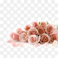 粉色玫瑰花-空若网 粉色玫瑰花-空若网